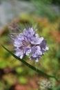 Tansy phacelia (Phacelia tanacetifolia)