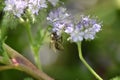 Tansy phacelia (Phacelia tanacetifolia) with a bee