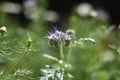 Tansy phacelia (Phacelia tanacetifolia)