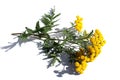 One branch of blooming tansy lies on a white isolated background.