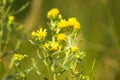 Tansy ragwort in bloom closeup view with selective focus on foreground