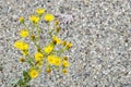 Tansy Ragwort Jacobaea vulgaris Yellow flowers on a paved road background, California