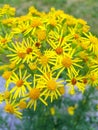 Tansy Ragwort - a poisonous flower when eaten by horses or cows