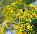 Tansy Ragwort - a poisonous flower when eaten by horses or cows