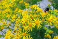 Tansy Ragwort - a poisonous flower when eaten by horses or cows