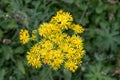 Common ragwort Jacobaea vulgaris, yellow flowers from above