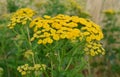 Tansy tanacetum - perennial asteraceae Compositae of herbaceous plants. Collection of medicinal herbs.