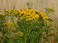 Tansy tanacetum - perennial asteraceae Compositae of herbaceous plants. Collection of medicinal herbs.