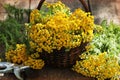 Tansy Tanacetum - perennial herbaceous plants Compositae Asteraceae . Herbs harvesting of medicinal raw materials