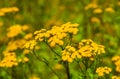 Tansy Tanacetum vulgare