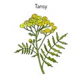 Tansy Tanacetum vulgare , or common tansy