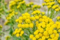 Tansy Tanacetum vulgare. Floral, flower