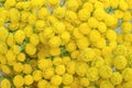 Tansy Tanacetum vulgare. Floral, flower