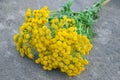 Tansy Tanacetum vulgare. Floral, flower