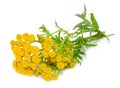 Tansy (Tanacetum Vulgare) Flowers