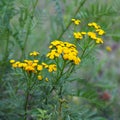 Tansy (Tanacetum vulgare)