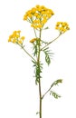 Tansy Tanacetum Vulgare flowers