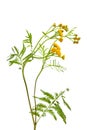 Tansy Tanacetum vulgare in front of white background Royalty Free Stock Photo