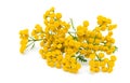 Tansy (Tanacetum Vulgare) isolated on white background