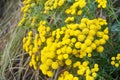 Tansy Tanacetum vulgare. Summer flowers. Floral, flower