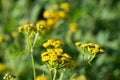 Tansy Tanacetum vulgare yellow flowers macro