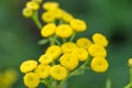 Tansy Tanacetum vulgare yellow flowers macro