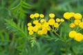 Tansy Tanacetum vulgare yellow flowers macro