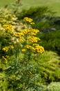 Tansy