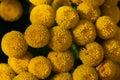 Tansy wildflower macro photography in sunny summer day.