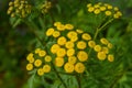 Tansy (Tanacetum vulgare),