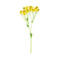 Tansy with Yellow Flowers as Wildflower Specie Vector Illustration