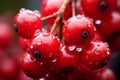 Tantalizing Red berries macro. Generate Ai