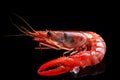 Tantalizing Sea shrimp on black background. Generate Ai