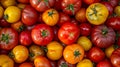 Tantalizing Tomato Medley: A Vibrant Array of Freshly Harvested Tomatoes in diverse Colors and Culti Royalty Free Stock Photo