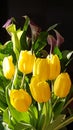 Tantalizing Tulips Royalty Free Stock Photo