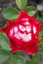 Bicolour tea rose Rosa Nostalgie, a creme-white and red flower
