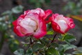 Bicolour tea rose Rosa Nostalgie, with creme-white and red flowers