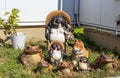 Tanuki raccoon dogs in garden, Kanazawa, Japan