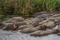 Tanzania, Africa, animal and landscape, Hippopotamus, hippo Royalty Free Stock Photo