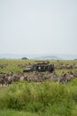 Safari Land Cruiser vehicle surrounded by a herd of zebras. Tourist woman takes photos
