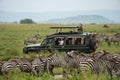 Safari Land Cruiser vehicle surrounded by a herd of zebras. Tourist woman takes photos