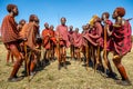 Group of young Masai warriors in traditional clothes and weapons are dancing their ritual dance in the savannah.