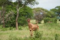 Tanzania Hartebeest Alcelaphus buselaphus kongoni African antelope
