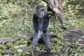 Tanzania - Lake Manyara National Park - diademed monkey (Cercopithecus mitis) Royalty Free Stock Photo