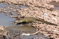 Tanzania Nile Monitor Varanus niloticus near river Royalty Free Stock Photo