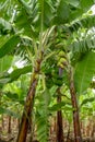 Banana plantation in Tanzania