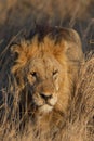 Tanzania, Africa, animal and landscape, lion, simba Royalty Free Stock Photo
