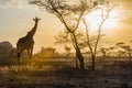 Tanzania, Africa, animal and landscape, lioness Royalty Free Stock Photo