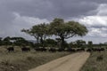 Tanzania, Serengeti, herd of buffalo crossing the road Royalty Free Stock Photo