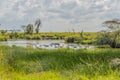 Tanzania - Serengeti National Park Royalty Free Stock Photo